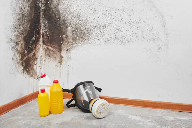 Best Residential Mold Removal  in Prattville, AL