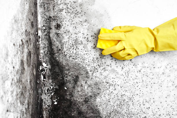 Best Local Mold Removal Service  in Prattville, AL
