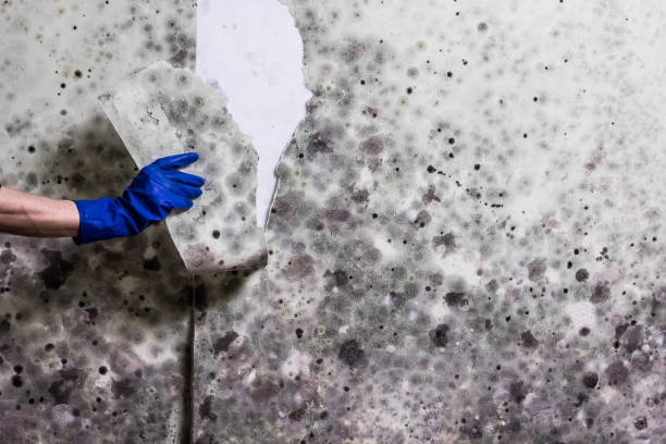 Best Commercial Mold Removal  in Prattville, AL