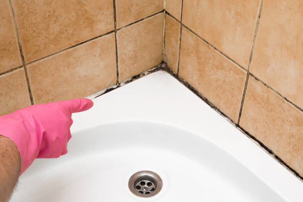 Best Black Mold Removal  in Prattville, AL